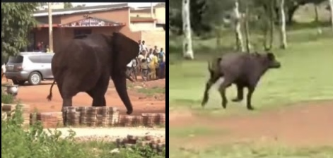Communiqué du Ministère de l’Environnement, de l’Eau et de l’Assainissement du Burkina Faso : un éléphant et un buffle aperçus en ville